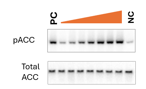 Figure 1 Image